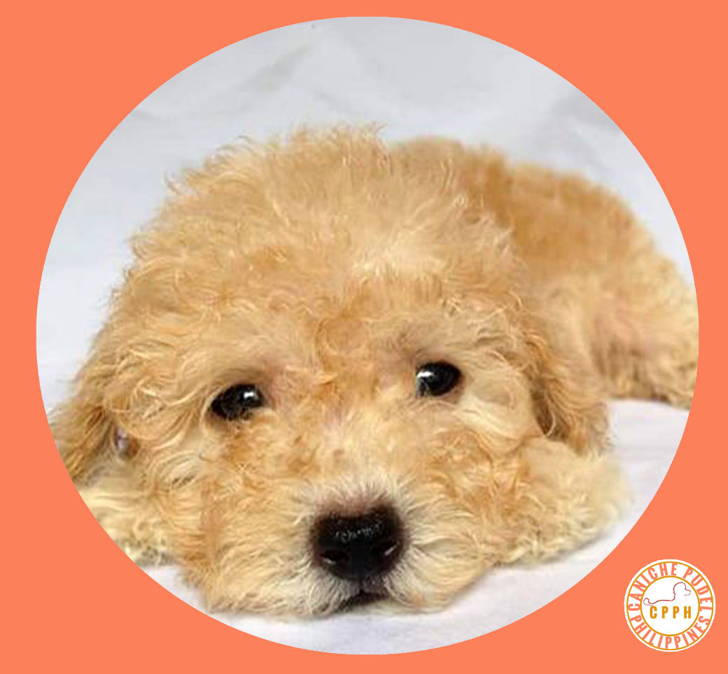 Poodle Phillipines by Caniche Pudel Philippines Kennel Dog Breeder